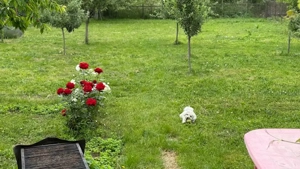 casa cristian 1152 mp centru schimb apartament-garsoniera +- dif - imagine 6