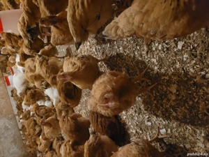 Pui rasă mixtă și de carne  - imagine 2