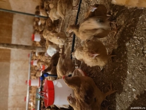 Pui rasă mixtă și de carne  - imagine 4