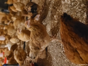 Pui rasă mixtă și de carne  - imagine 3