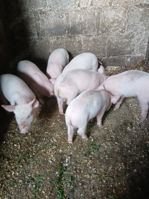 Vand purcei 6 saptamani