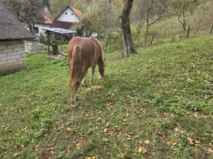 Vand 2 manze blande - imagine 5 Vand 2 manze blande - imagine 5