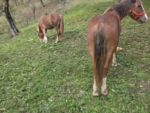 Vand 2 manze blande - imagine 2 Vand 2 manze blande - imagine 2