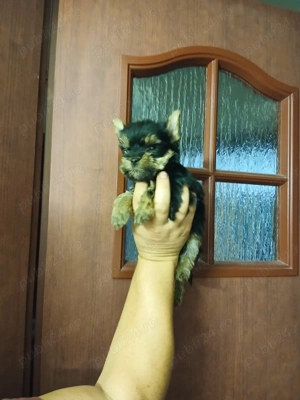 Yorkshire terrier talie standard