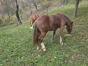 Vand 2 manze blande - imagine 4 Vand 2 manze blande - imagine 4