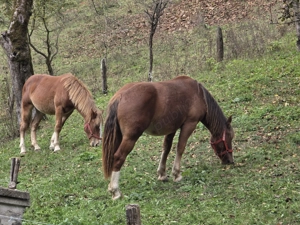 Vand 2 manze blande - imagine 3 Vand 2 manze blande - imagine 3