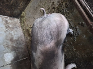 Porci de carne - imagine 3