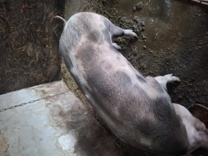 Porci de carne - imagine 2