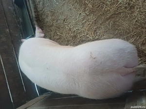 vând porc pietrain belgian 200 kg