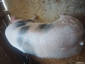 vând porc pietrain belgian 200kg - imagine 3