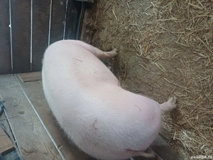 vand porc pietrain belgian