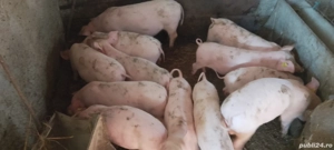 purcei de vânzare  - imagine 3