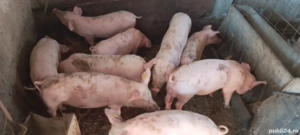 purcei de vânzare  - imagine 2