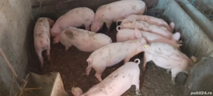 purcei de vânzare  - imagine 4