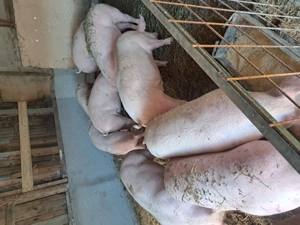 Porci de vânzare  - imagine 2