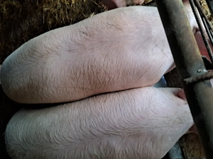 Porci de vânzare  - imagine 3