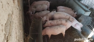 purcei de vânzare 