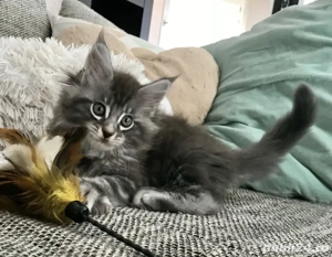 Maine Coon deosebiti