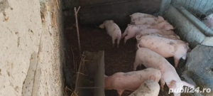 purcei de vânzare  - imagine 5