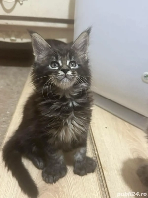 Maine Coon deosebiti  - imagine 2 Maine Coon deosebiti  - imagine 2