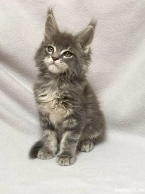 Maine Coon deosebiti  - imagine 3 Maine Coon deosebiti  - imagine 3