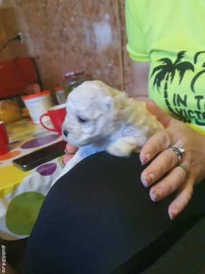 Bison metis specie Caris - imagine 2 Bison metis specie Caris - imagine 2