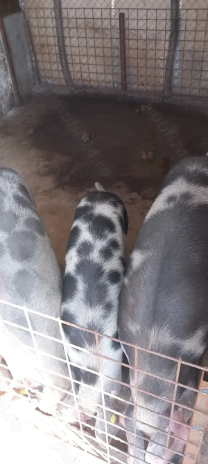 Vând porci pt Crăciun  - imagine 4