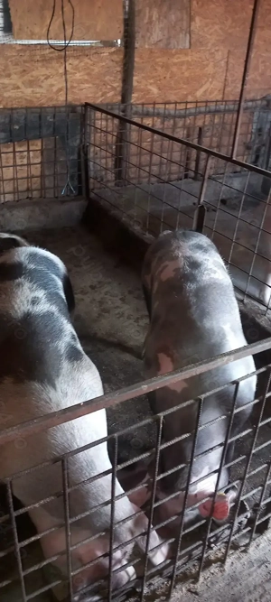 Vând porci pt Crăciun  - imagine 2