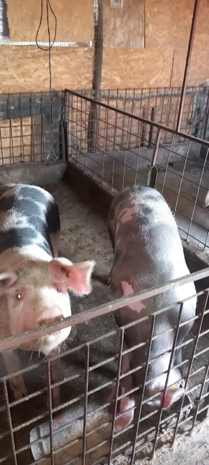 Vând porci pt Crăciun  - imagine 3