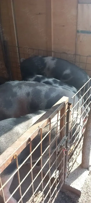 Vând porci pt Crăciun 