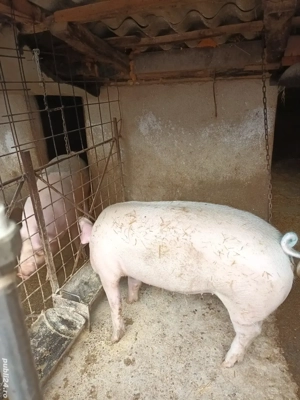 De vânzare porci de carne crescuți la țară nu este de ferma. 