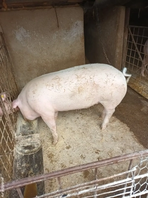 De vânzare porci de carne crescuți la țară nu este de ferma.  - imagine 2 De vânzare porci de carne crescuți la țară nu este de ferma.  - imagine 2