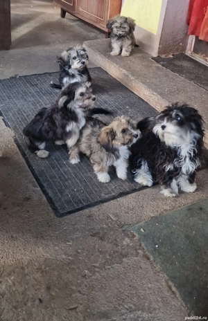 Bichon maltezi cu bichon havanez