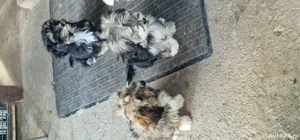 Bichon maltezi cu bichon havanez - imagine 3