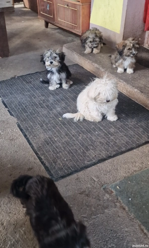 Bichon maltezi cu bichon havanez - imagine 2