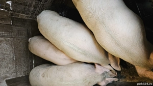 Vand porci (1 an, 170 kg)