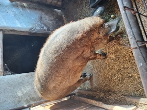 Porc mangalita  - imagine 2