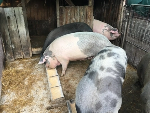  Vand porci - imagine 4