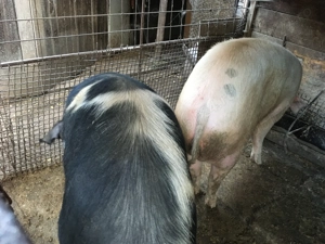  Vand porci - imagine 2