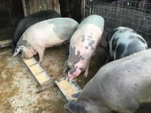  Vand porci - imagine 3