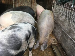  Vand porci - imagine 5