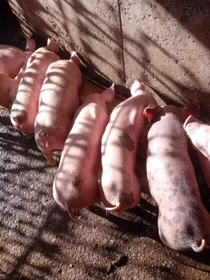 Vand purcei de 8 saptamani - imagine 5