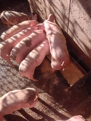 Vand purcei de 8 saptamani - imagine 4