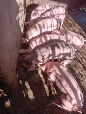 Vand purcei de 8 saptamani - imagine 3