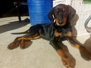 doberman fetita