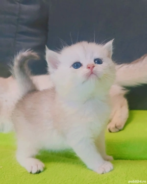 scotish straight pedigree - imagine 2