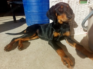 Catelusa doberman