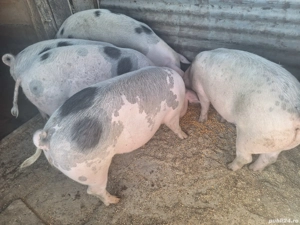Porci de vanzare 