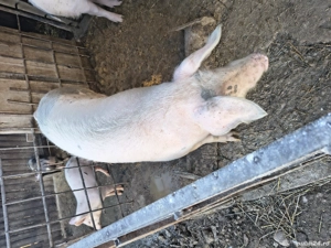porc de vânzare 