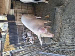 porc de vânzare  - imagine 2 porc de vânzare  - imagine 2